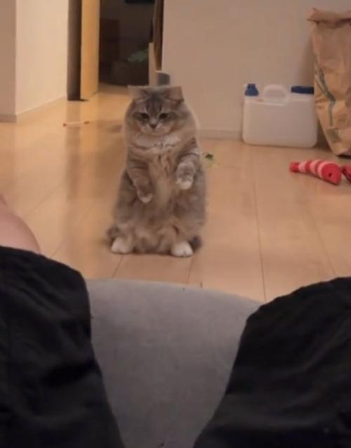 脚を凝視する猫