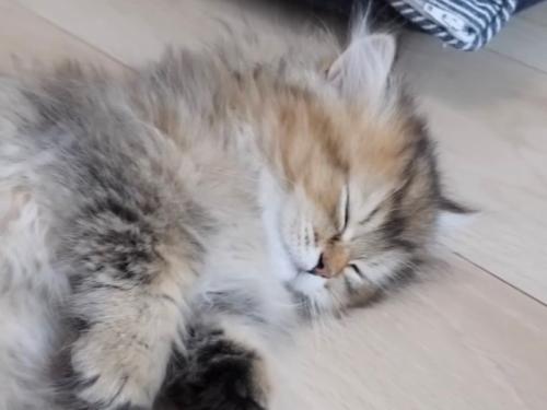 爆睡した子猫のアップ