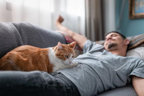 横たわった男性の腹部に乗る猫