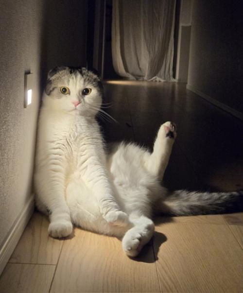 セクシーポーズをする猫