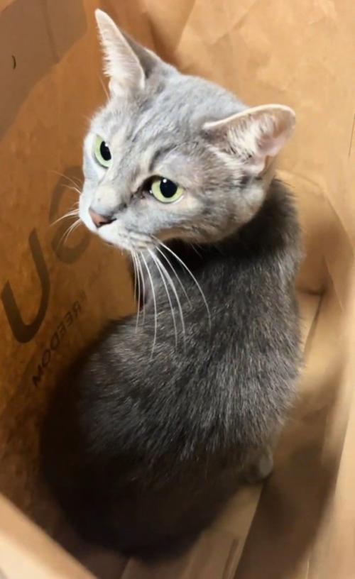 紙袋に入る猫