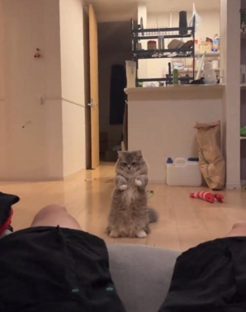 立つ猫