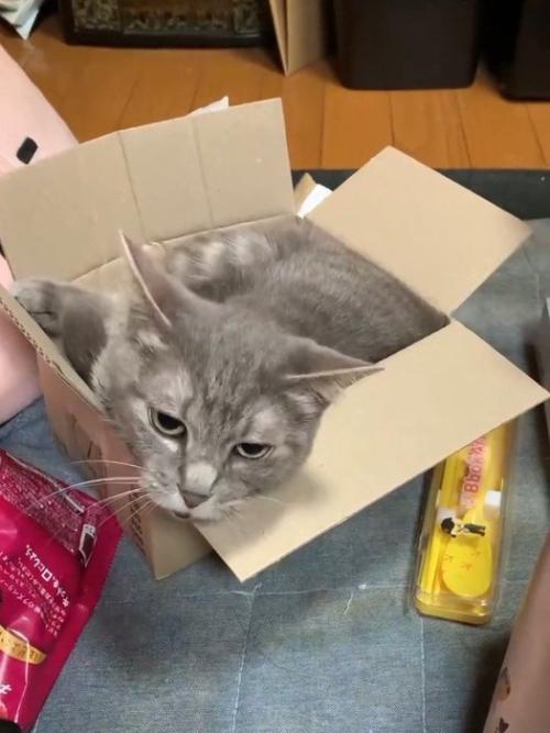 振り向く猫