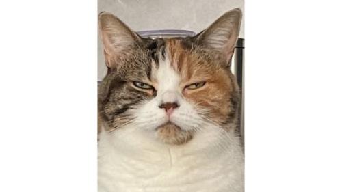 猫の顔
