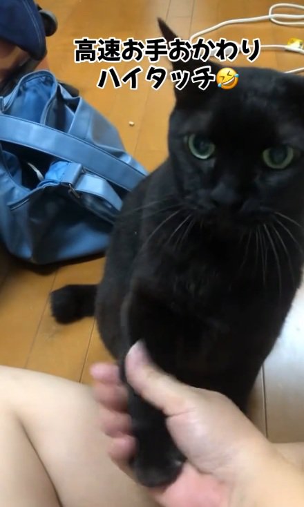 おかわりをする黒猫