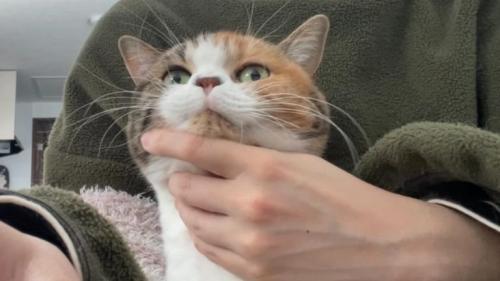 猫と飼い主