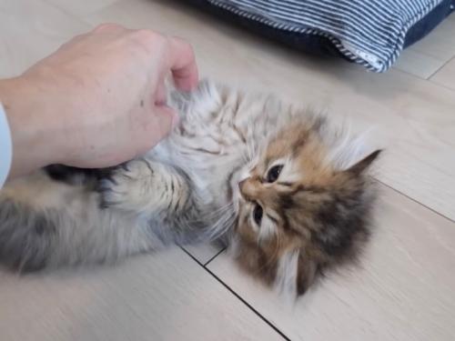 へそ天した子猫