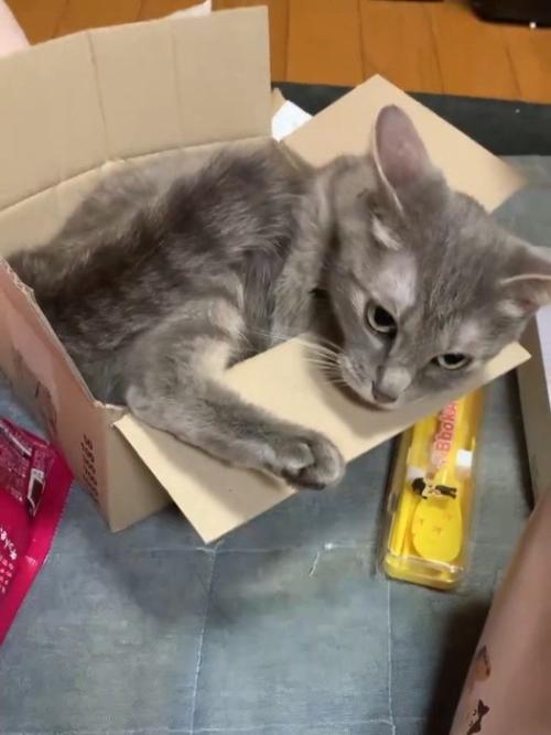 イカ耳の猫