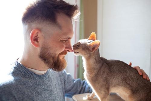 男性の鼻を舐める猫