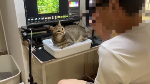 乗る猫