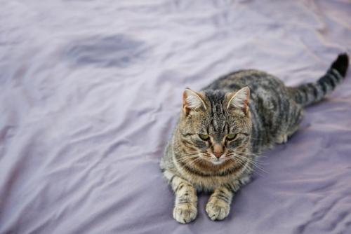 シーツに粗相をした猫