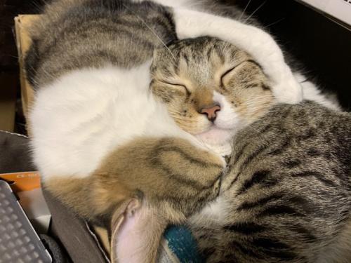 密着して眠る2匹の猫