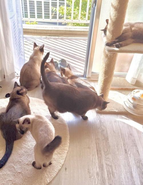 外を眺める猫たち