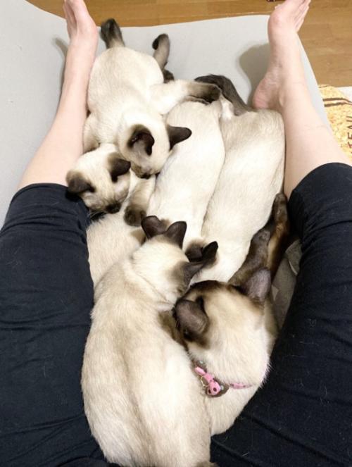 足の間にたくさんの猫