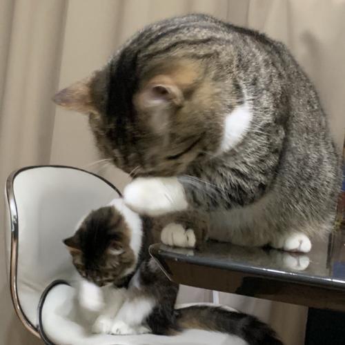 ダンボールでくつろぐ猫と爪とぎでくつろぐ猫