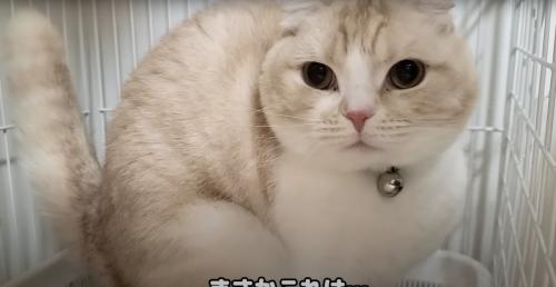 ウンチする猫
