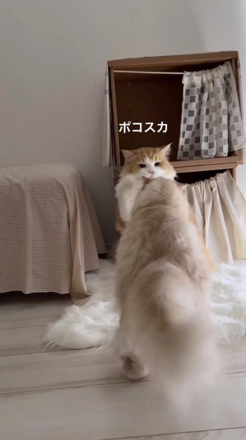 先輩猫に優しくパンチする後輩猫