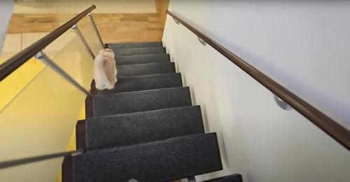 階段を下りる猫