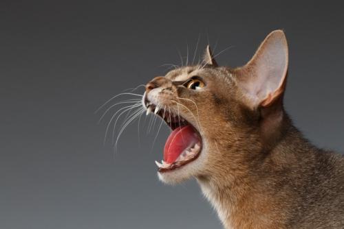 大口を開けて鳴くアビシニアン