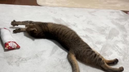 伸びる猫