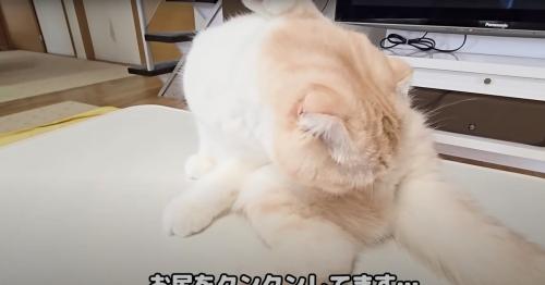 匂いを嗅ぐ猫