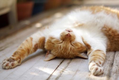 ベランダで眠る猫