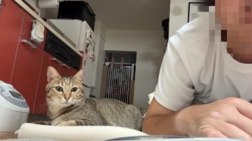 見つめる猫