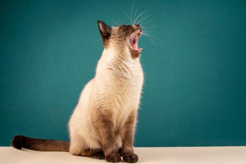 大声で鳴く猫