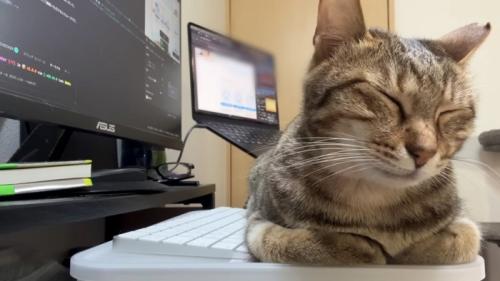 寝る猫