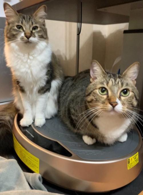 毛づくろいがシンクロする2匹の猫