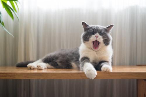 あくびをする猫