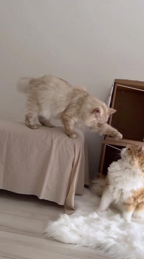 後輩猫にパンチしようとする先輩猫