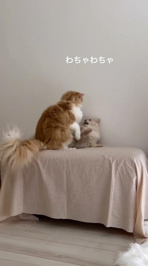 先輩猫の上に乗る後輩猫