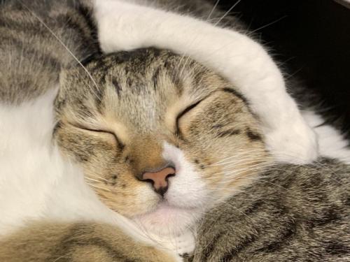 ブルブルマシンの上に乗る2匹の猫