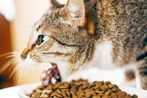 吐き戻す猫