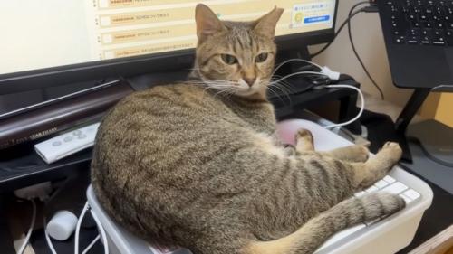 占拠する猫