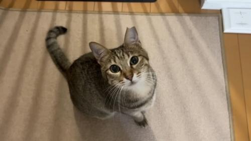 見上げる猫