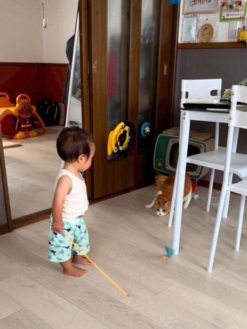 低い姿勢になる猫