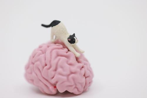 脳の模型と猫人形