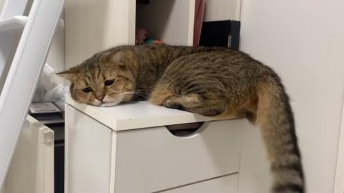 しょんぼりとした表情の猫さん