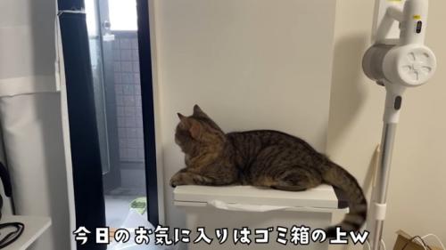 ゴミ箱の上に乗っている猫さん
