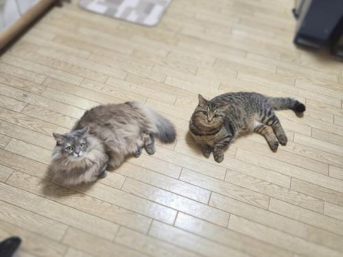 横になる2匹の猫