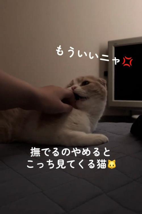 人の手を噛む猫