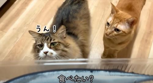 手前に生のサンマ、奥に猫2匹