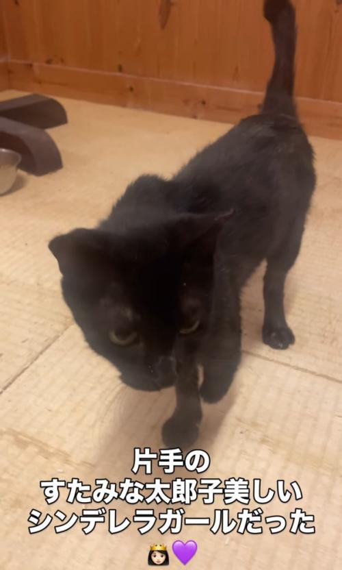 立っている猫