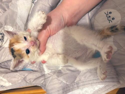 保護したばかりの子猫