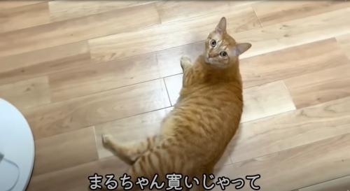 床に寝そべる茶トラ猫