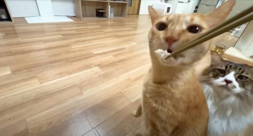 お箸でサンマを食べさせてもらう茶トラ猫と背後にもう1匹猫