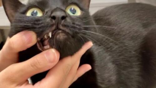 室内にいる猫