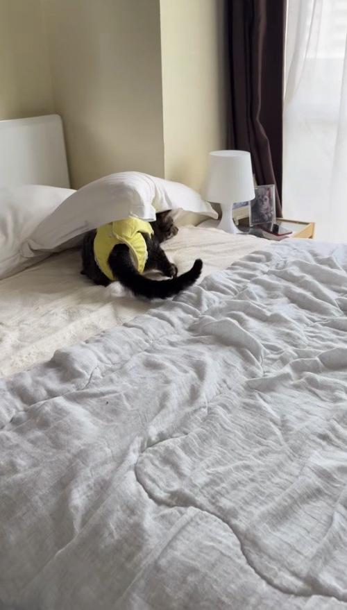 枕の下でじっとしている猫